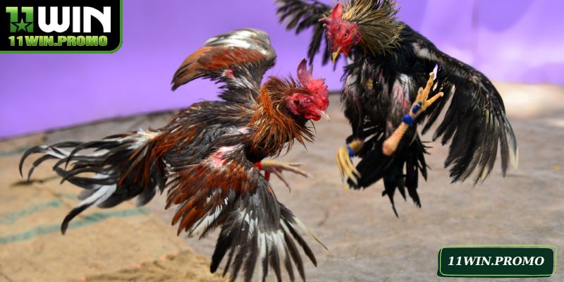 Tìm hiểu về sảnh đá gà 11WIN